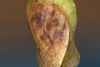 Le Tircis. La prcdente refixe  un support et 2 jours plus tard (Lpidoptre - Nymphalidae - Pararge aegeria)